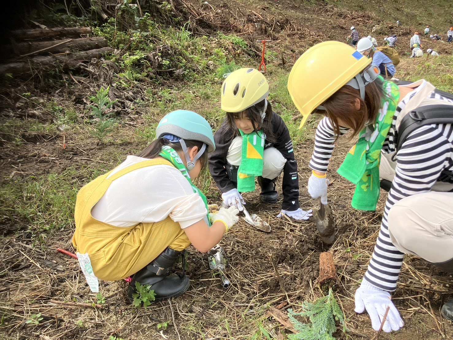 植樹の様子
