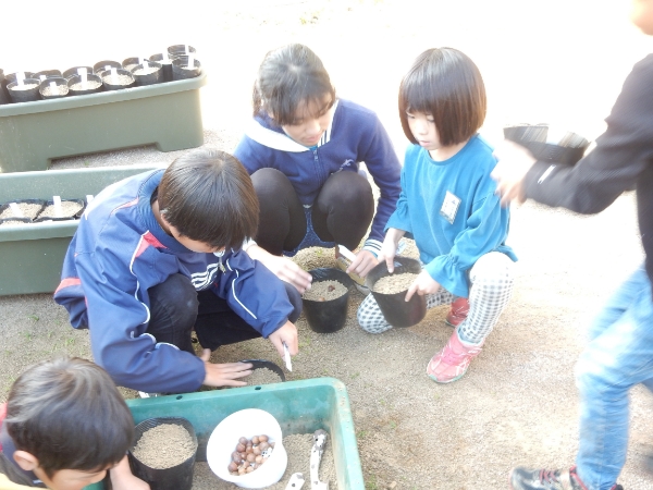 ドングリ学校