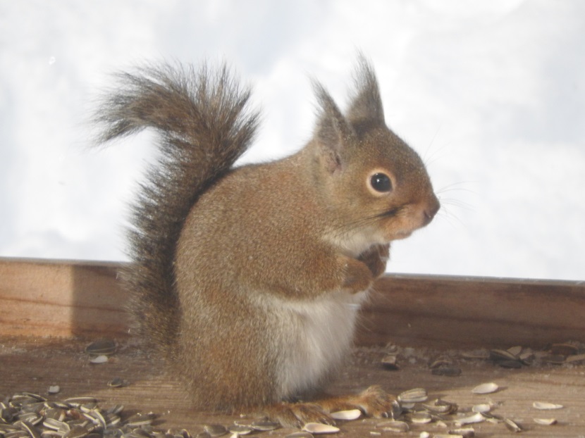 No.16》ニホンリス | ニッセイ緑の財団ニュース