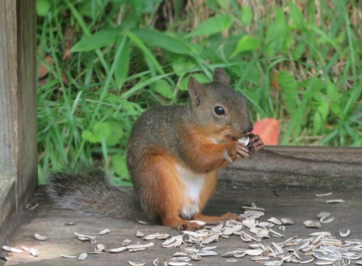 No.16》ニホンリス | ニッセイ緑の財団ニュース