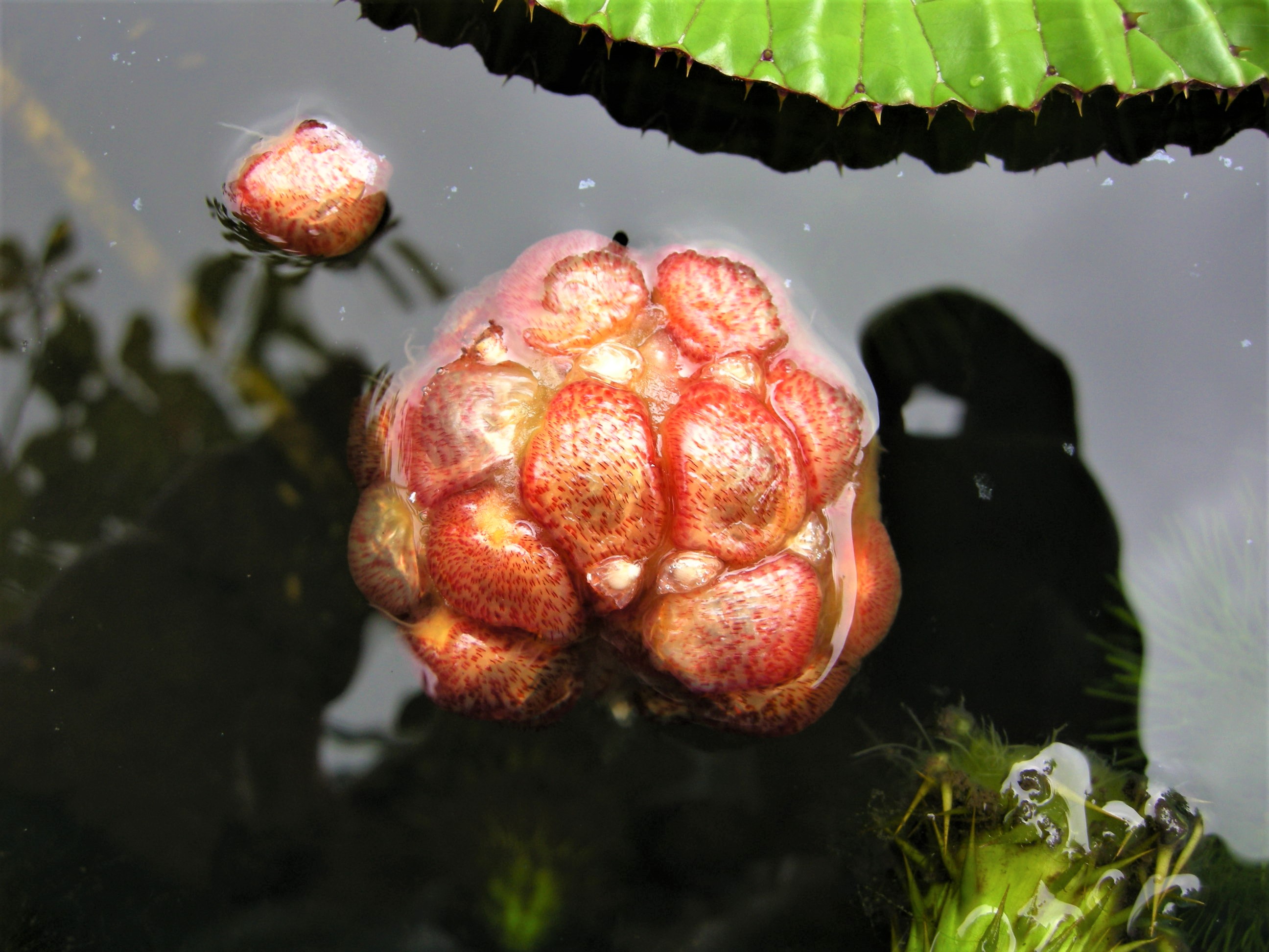 南米原産【オオオニバスの種15粒】 南米原産【オオオニバスの種15粒