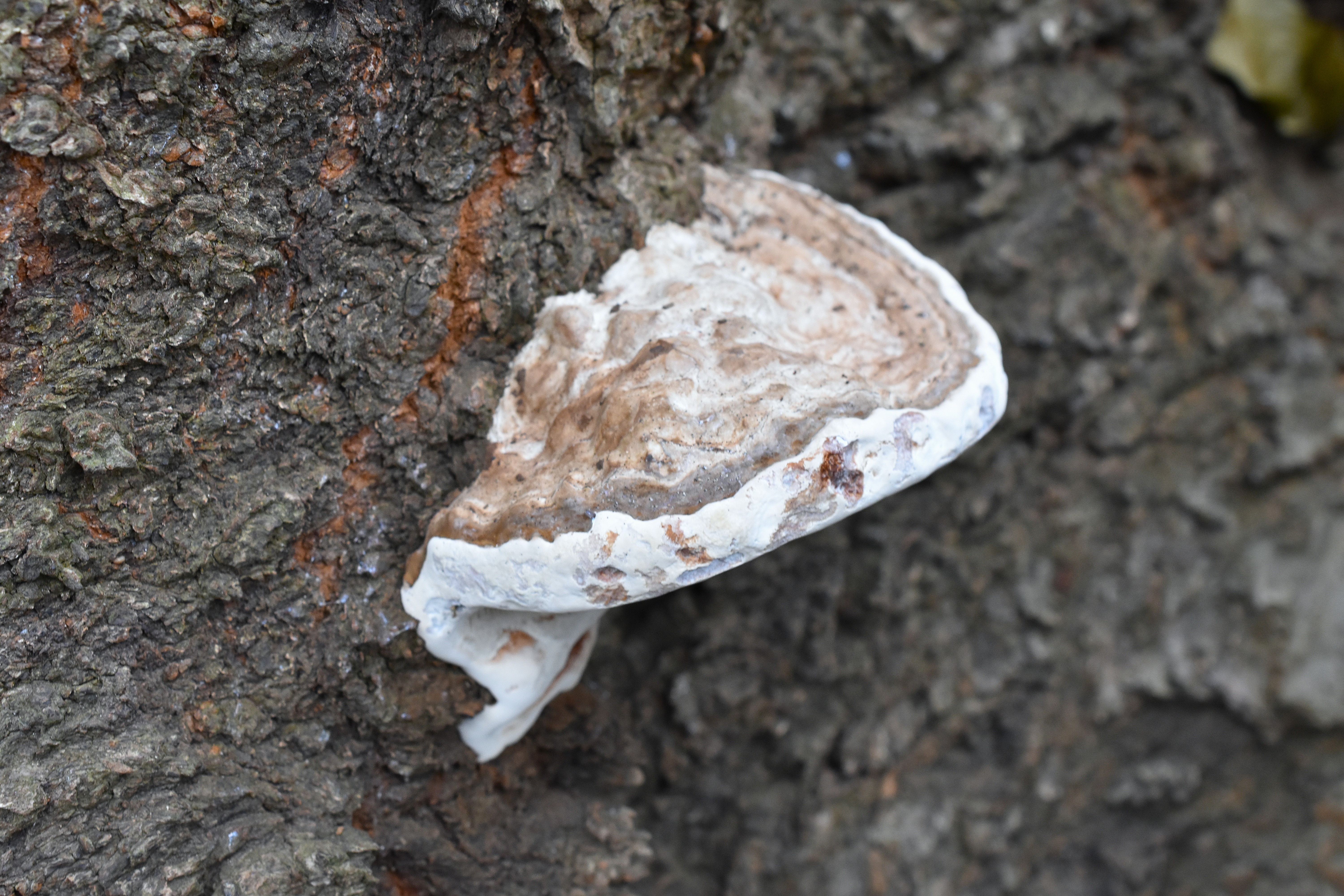 445．《コフキサルノコシカケ（粉吹猿の腰掛）キノコ類