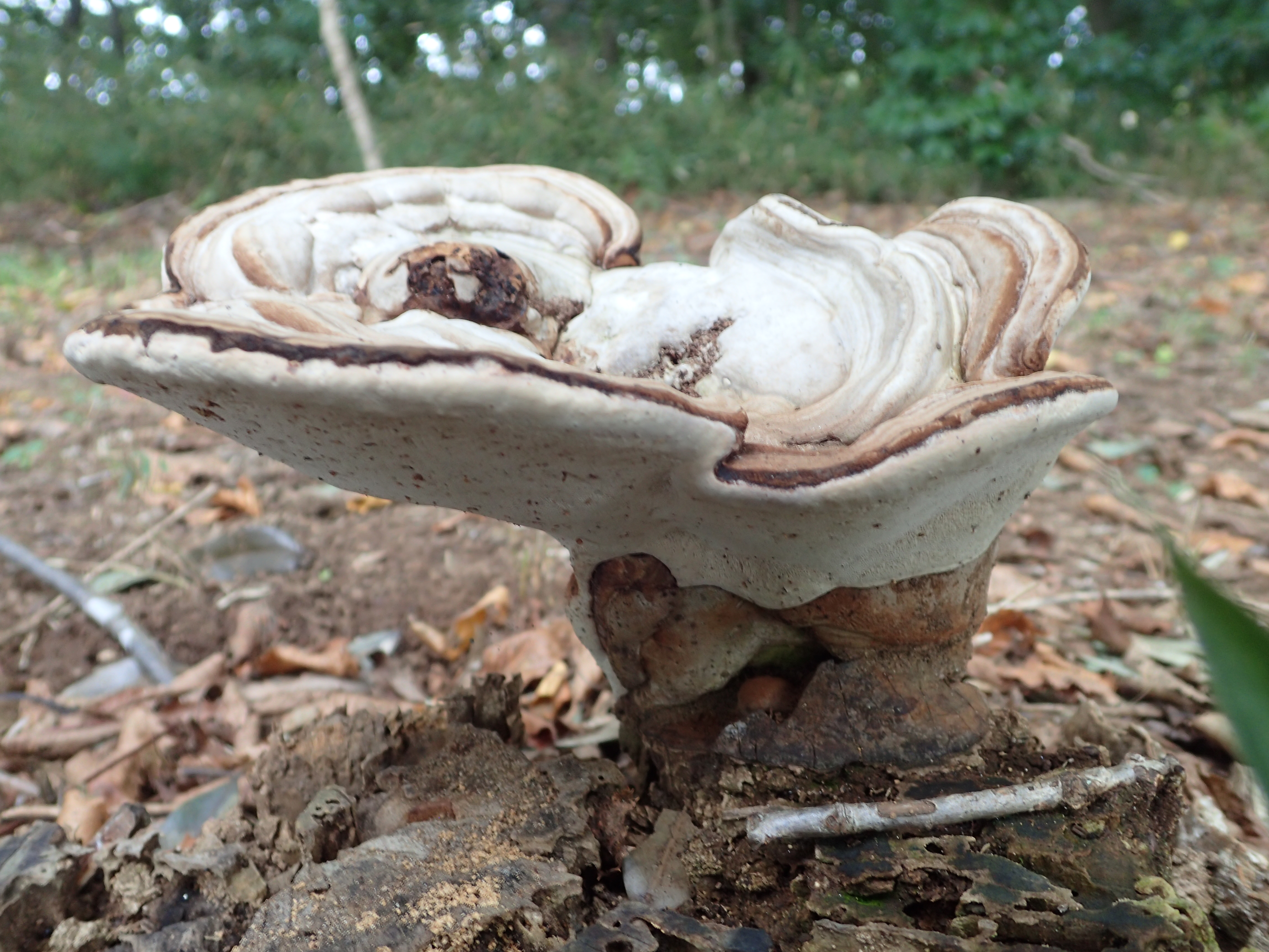 445．《コフキサルノコシカケ（粉吹猿の腰掛）キノコ類