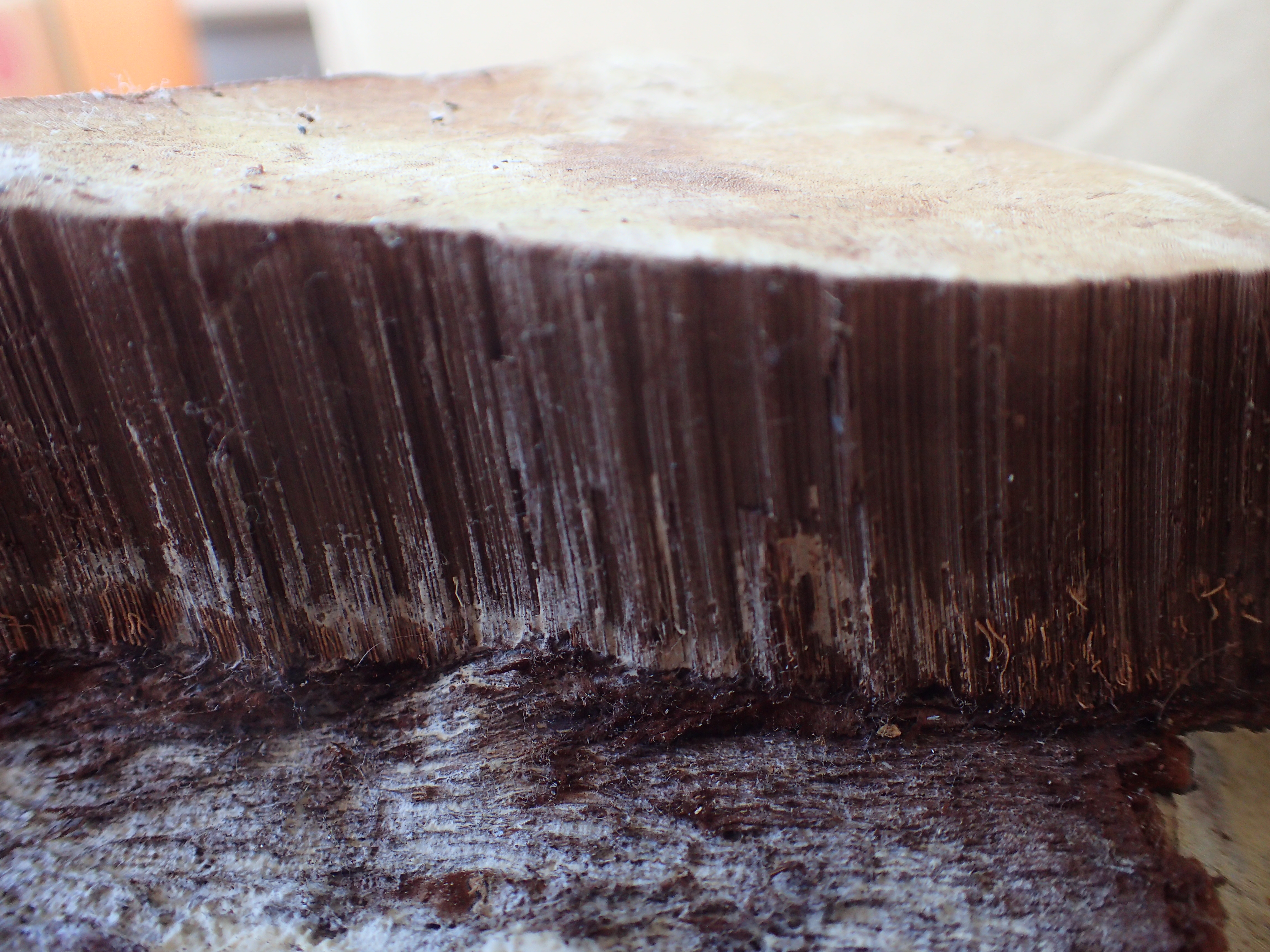 445．《コフキサルノコシカケ（粉吹猿の腰掛）キノコ類