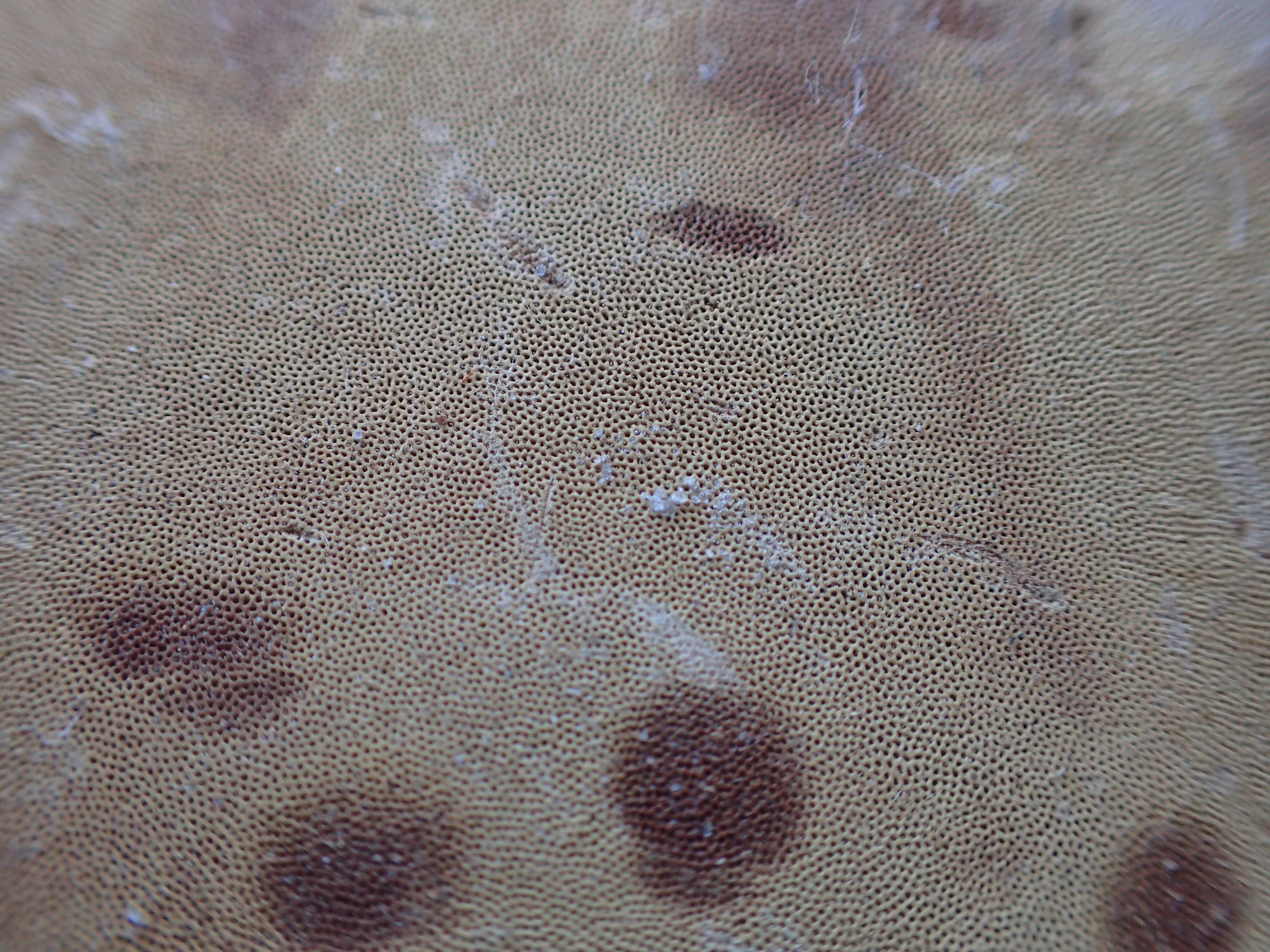 445．《コフキサルノコシカケ（粉吹猿の腰掛）キノコ類