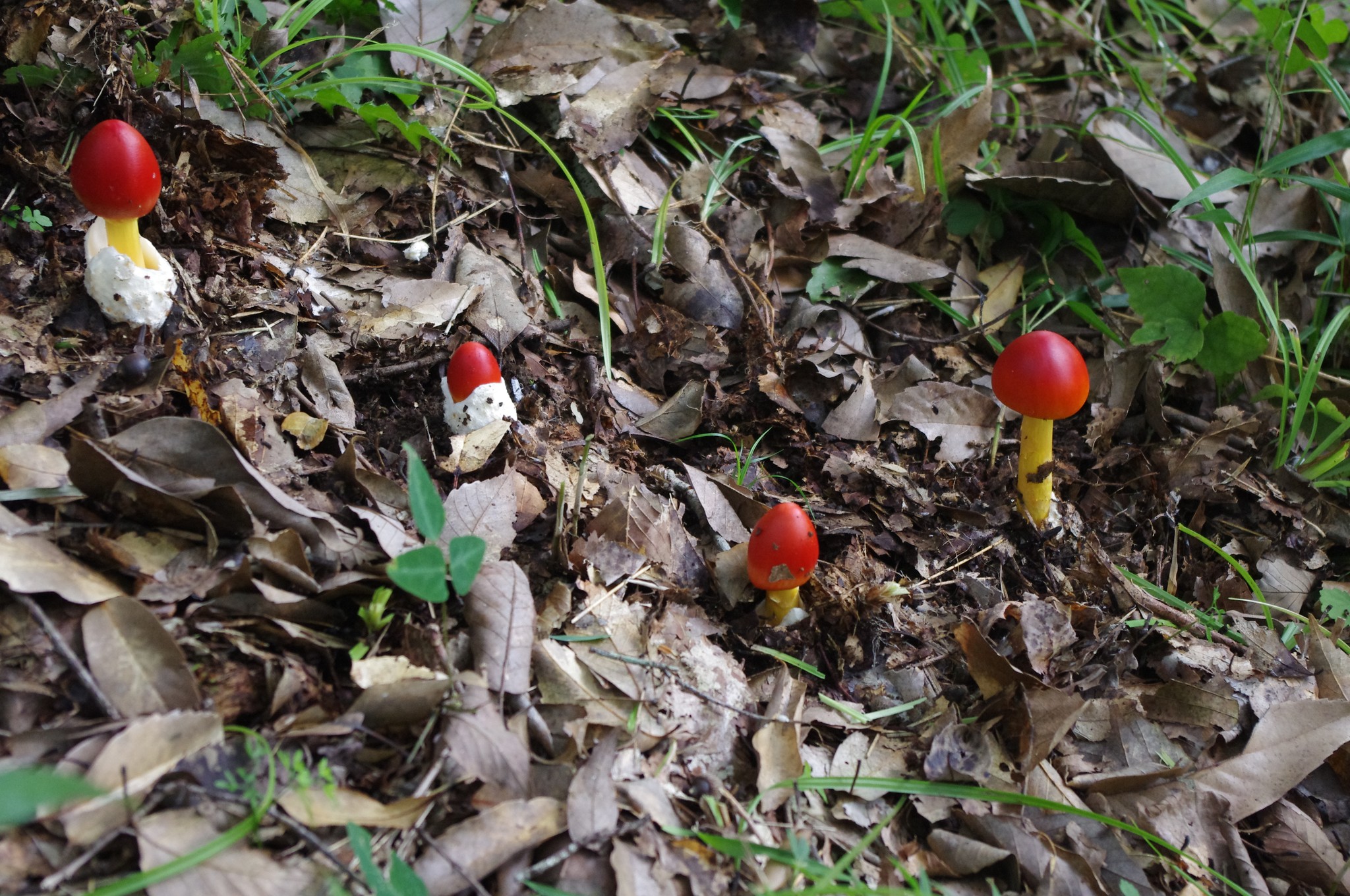 403．《タマゴタケ（卵茸）（キノコ類）》 | ニッセイ緑の