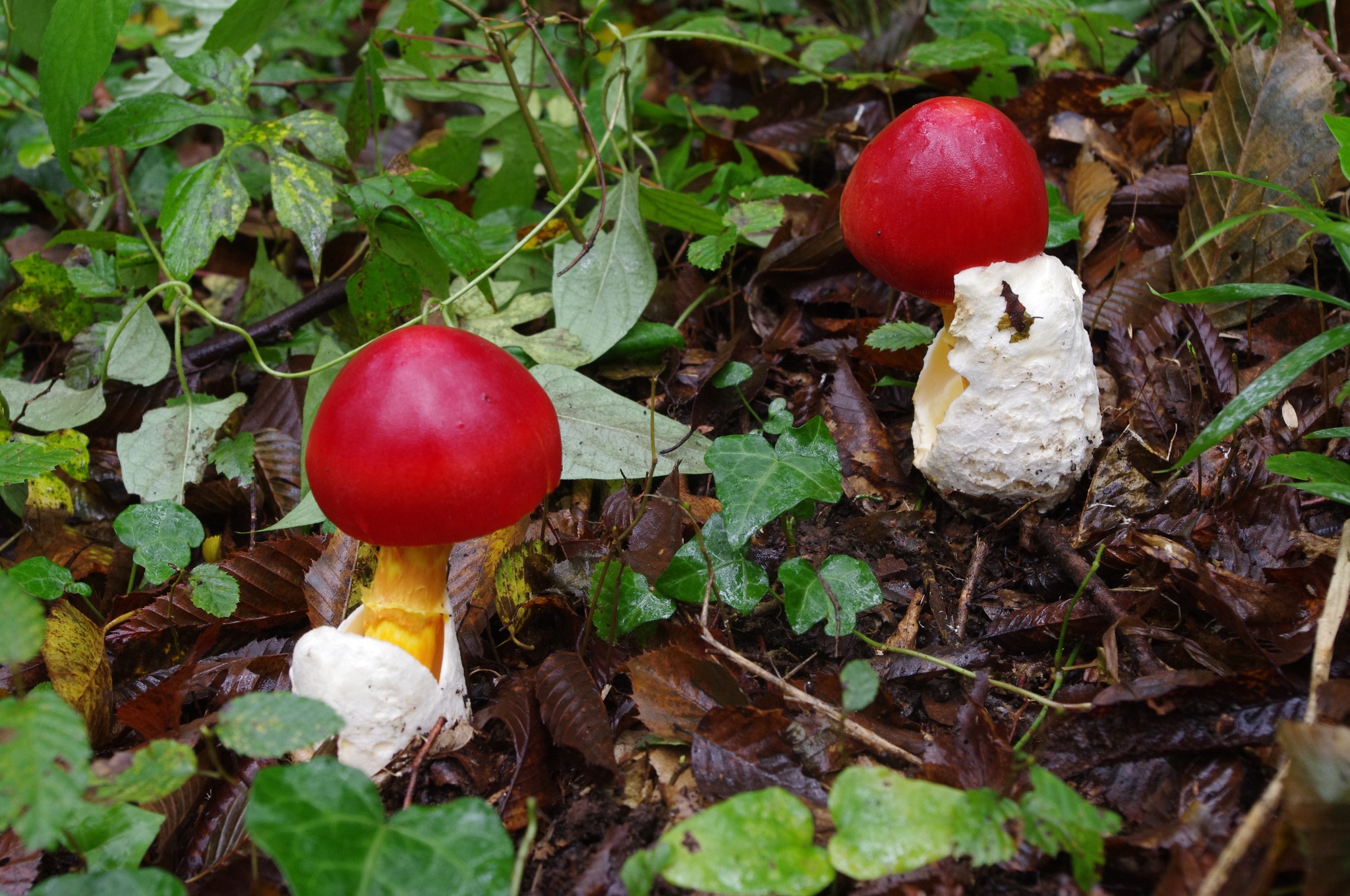 403．《タマゴタケ（卵茸）（キノコ類）》 | ニッセイ緑の