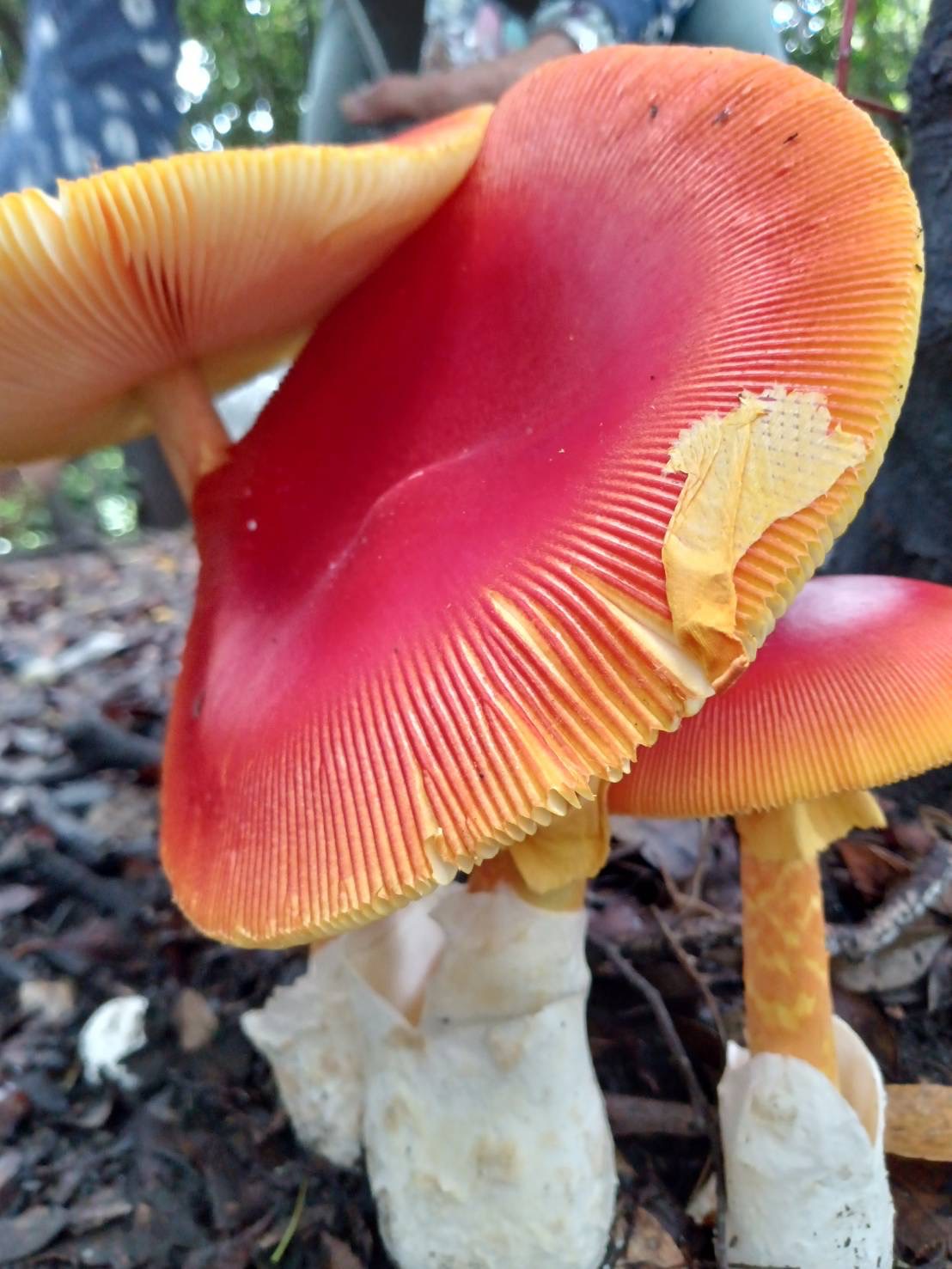 403．《タマゴタケ（卵茸）（キノコ類）》 | ニッセイ緑の財団ニュース