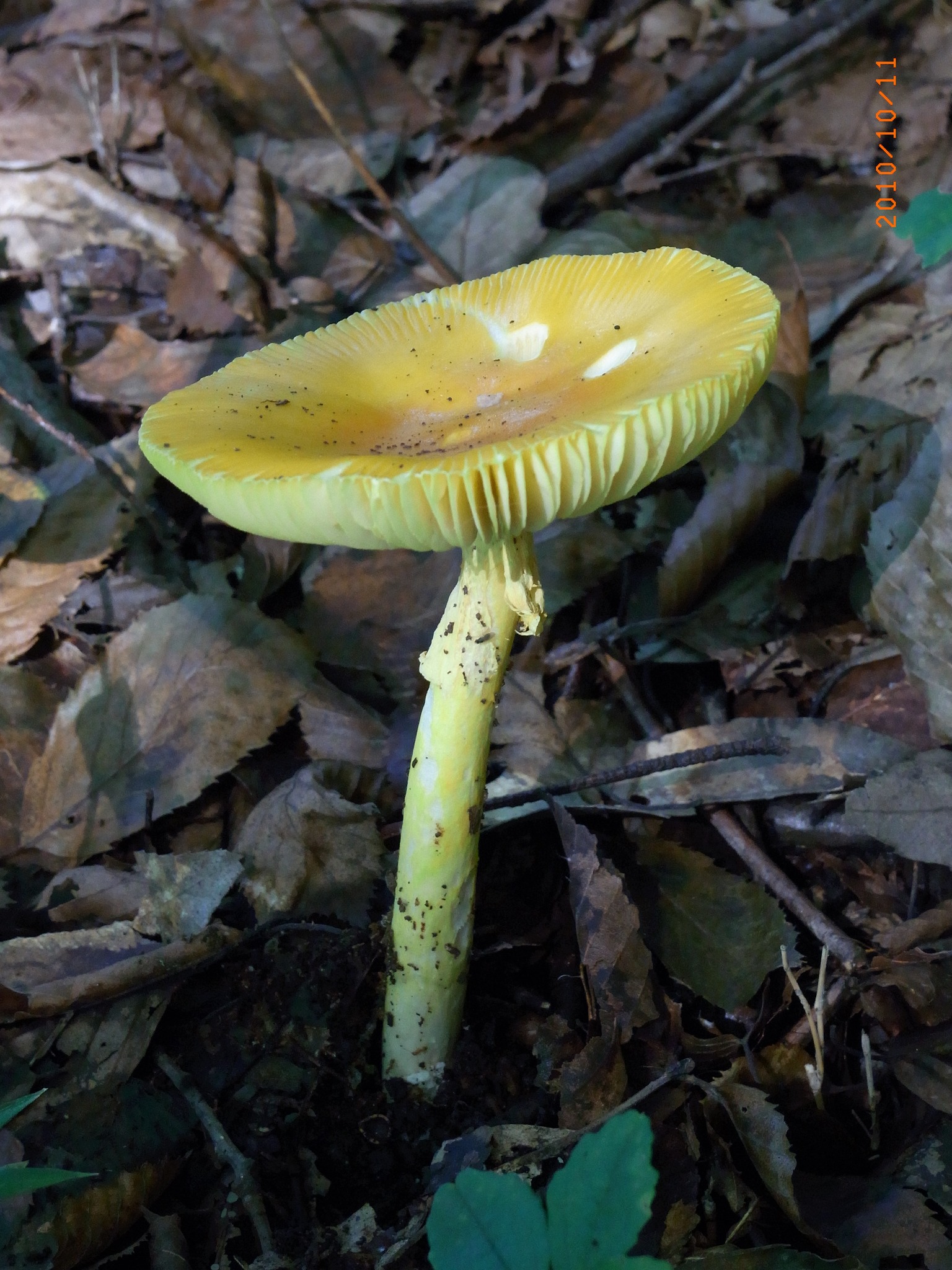 403．《タマゴタケ（卵茸）（キノコ類）》 | ニッセイ緑の