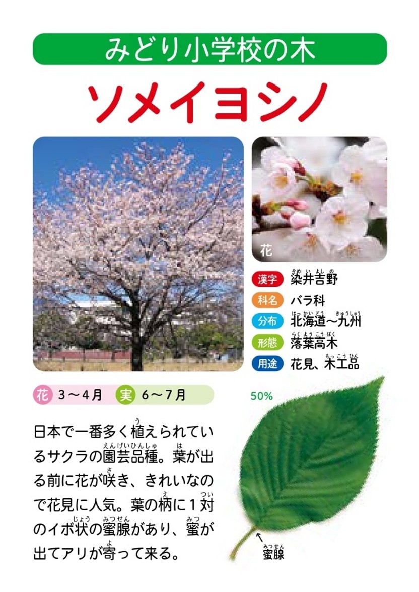 森に親しむ｜公益財団法人ニッセイ緑の財団